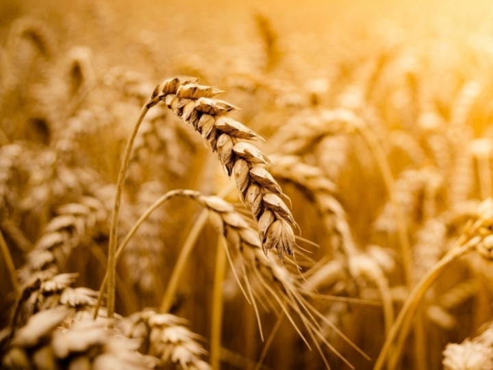 Zoneamento Agrícola de Risco Climático para o trigo tem atualização para a próxima safra