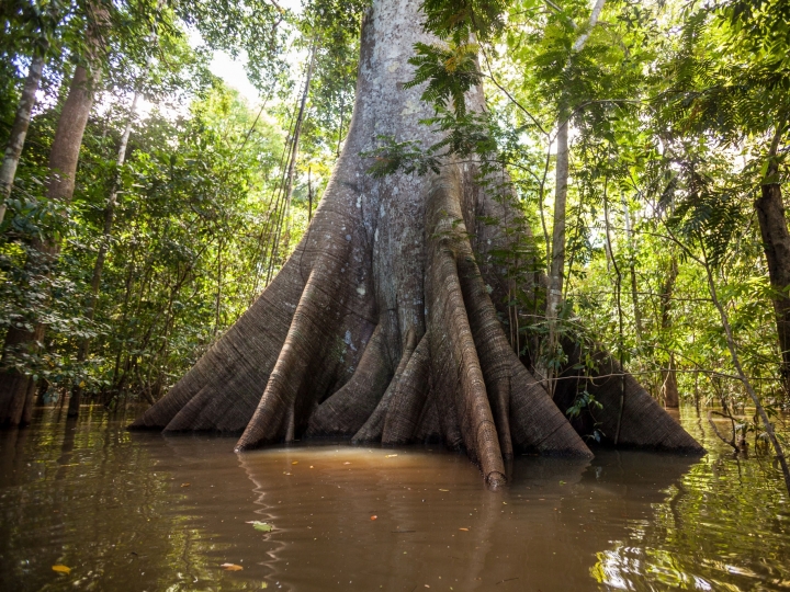 Mapa, Incra e BNDES firmam acordo nesta terça-feira (7) para ordenamento territorial de assentamentos na Amazônia
