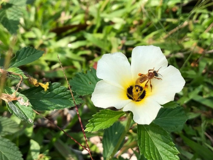 Cientistas selecionam plantas para alimentar abelhas nativas da Amazônia