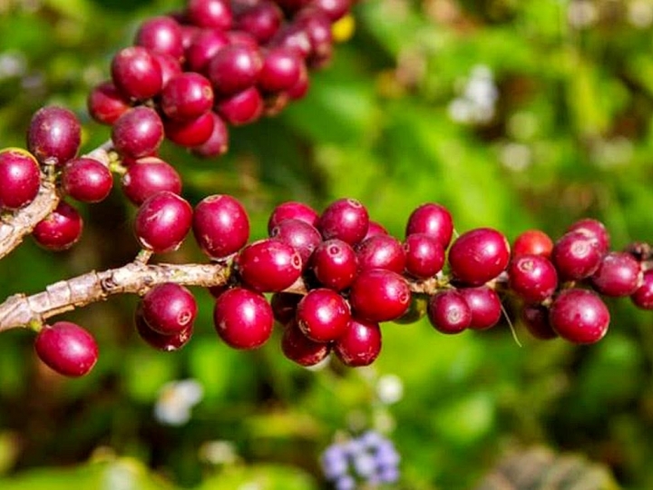 Projeto para promover práticas sustentáveis na cafeicultura brasileira