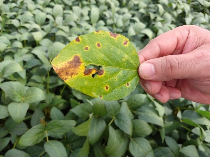 Mancha alvo já está incidindo na soja safra 2021/22