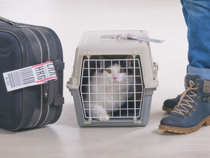 Viagens internacionais com pets exigem certificado veterinário emitido pelo Mapa