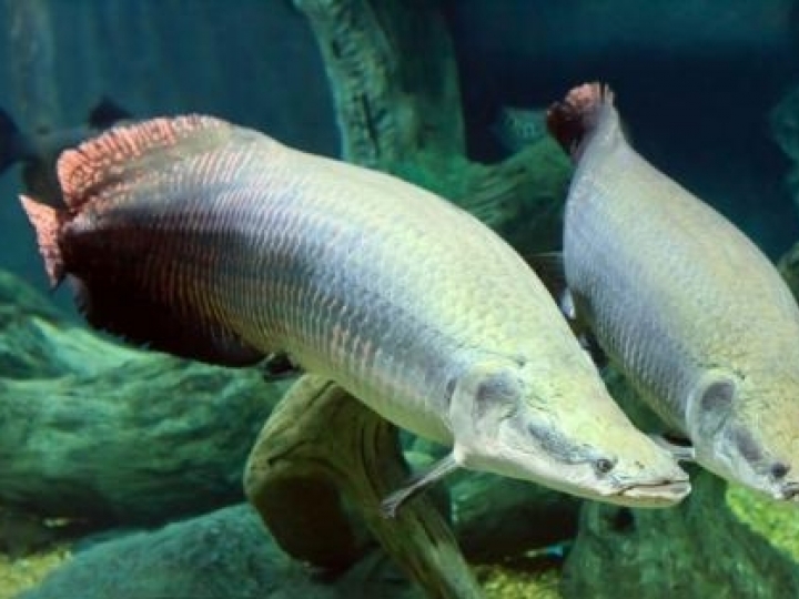 Instituto de Pesca apresenta ração sustentável para peixes carnívoros