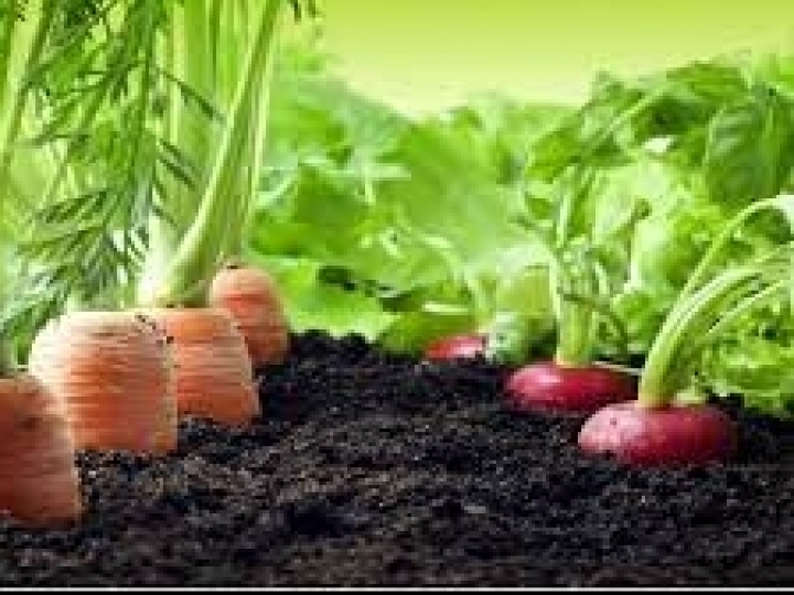 Dia Mundial do Solo: os benefícios da agricultura orgânica 