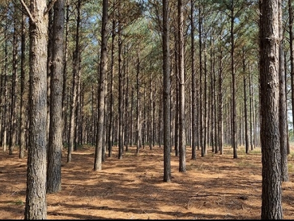 Foto: Katia Pichelli