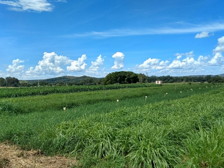 Estratégias ajudam culturas a produzir enfrentando déficit hídrico