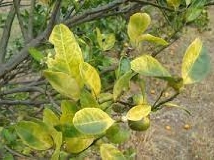 Secretaria de Agricultura está na batalha para reduzir incidência do Greening 