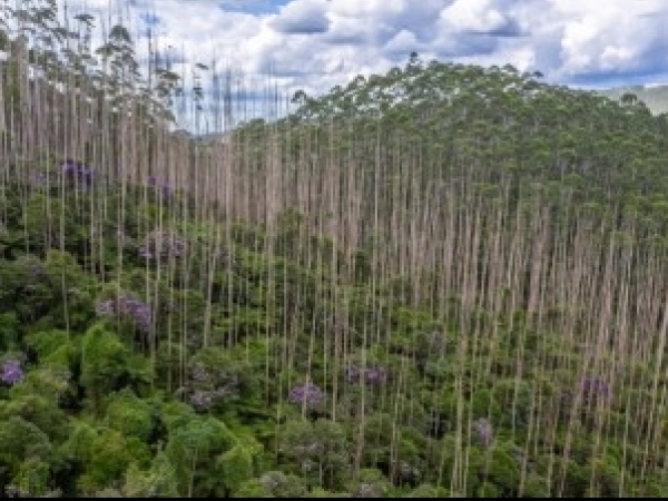 Pesquisa publicada na Science aponta que recuperação de áreas pode ser rápida, contribuindo para mitigar os efeitos das mudanças climáticas e conservar a biodiversidade (área de Mata Atlântica em regeneração em antigo plantio de eucalipto. Foto: Paulo Mol