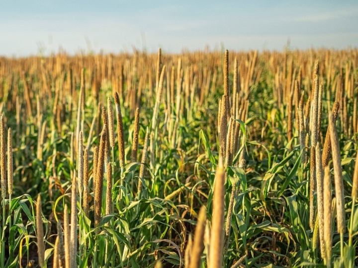 Milheto pode ser mais um aliado da indústria de biocombustíveis