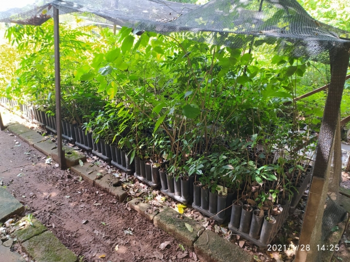 Tereos anuncia plano para reflorestar 1,5 mil hectares de vegetação nativa 