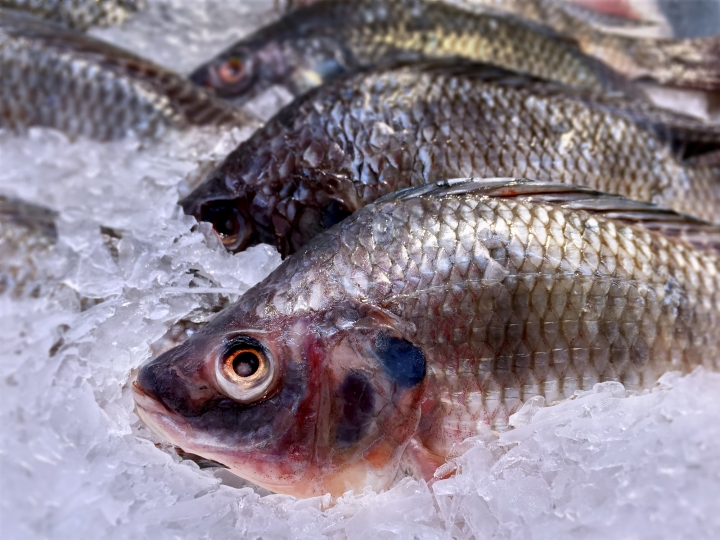 Startup desenvolve solução para otimizar o  manejo e aumentar a produtividade de tilápias