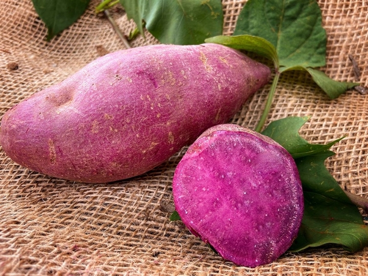 Publicação destaca qualidades e características de nova cultivar de batata-doce de polpa roxa
