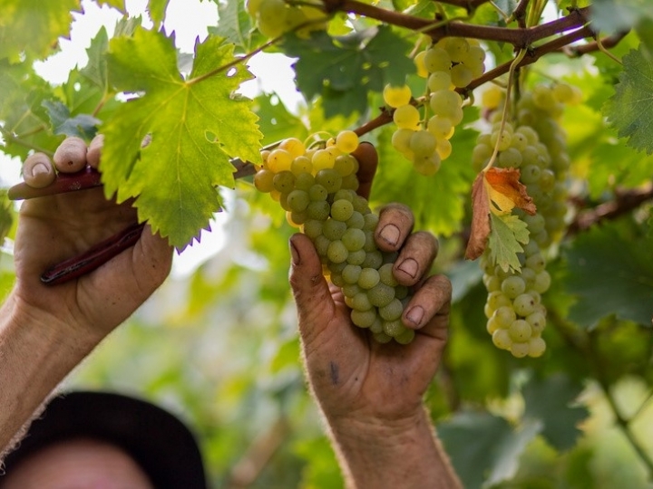 Uvas da Safra 2022 chegam à Cooperativa Vinícola Garibaldi