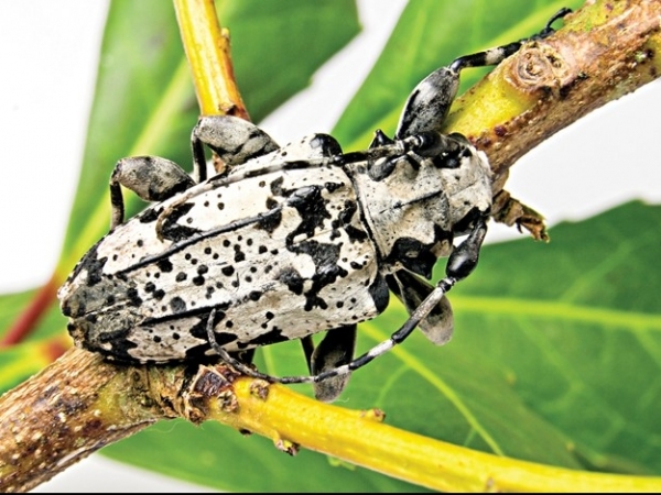 Foto: Francisco Santana