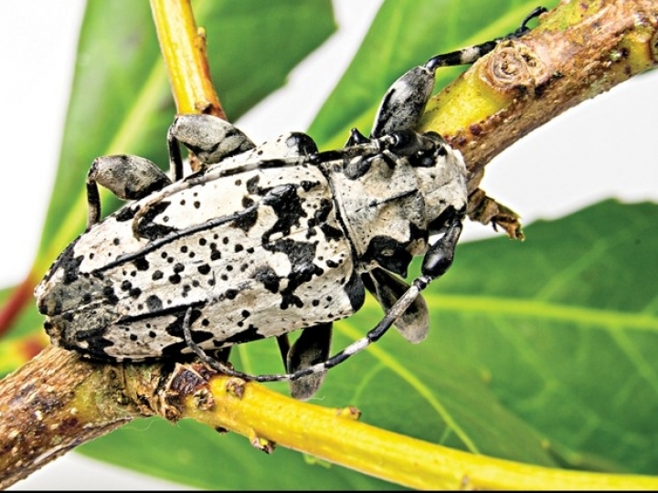 Fevereiro é época de controle da broca-da-erva-mate