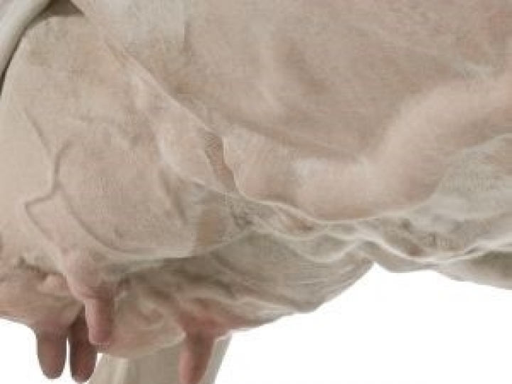 Evento gratuito abordará o uso da Inteligência Artificial na pecuária leiteira