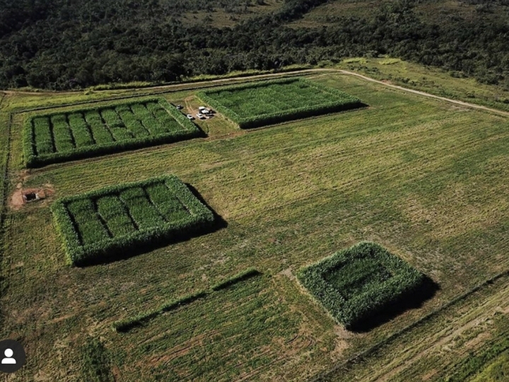 Ciência brasileira desenvolvedora primeira cana editada não-transgênica do mundo