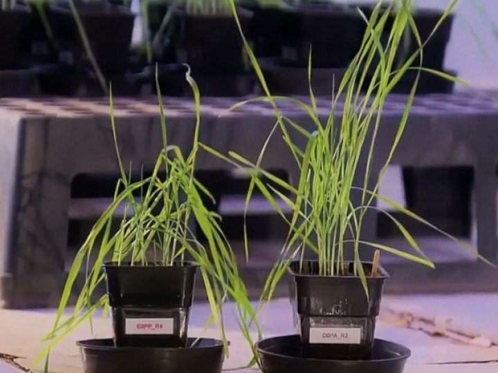 Planta se comunica com micróbios benéficos para afastar patógenos