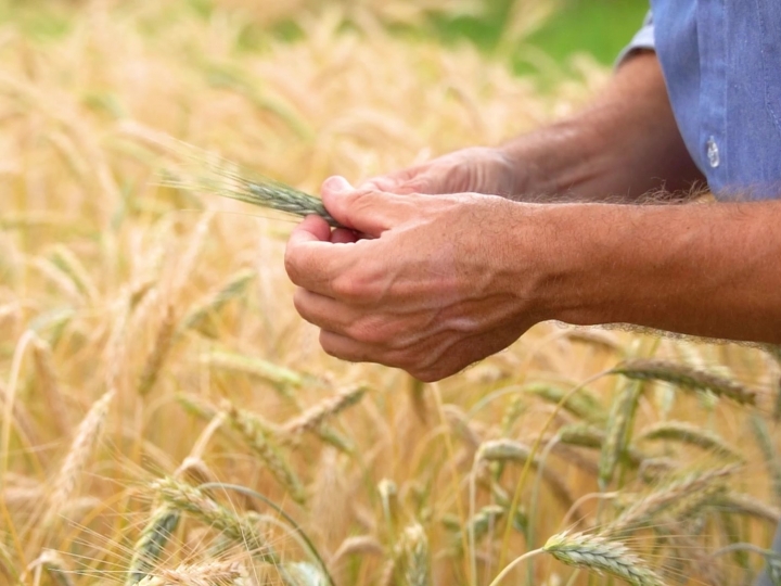 Triticale ganha zoneamento agrícola de risco climático