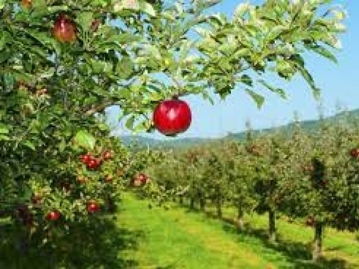 Estiagem no sul do Brasil: Considerações e indicações técnicas para o manejo da macieira