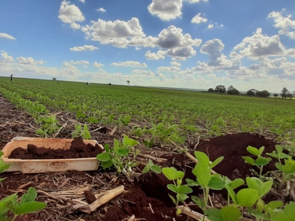 O método permite diagnosticar a qualidade do manejo e a fertilidade do solo para identificar fatores que limitam a produtividade, a estabilidade de produção e a lucratividade. Foto: Esmael Lopes dos Santos