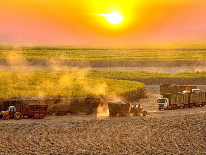 O novo Padrão de Produção Bonsucro fortalece a sustentabilidade na cana-de-açúcar