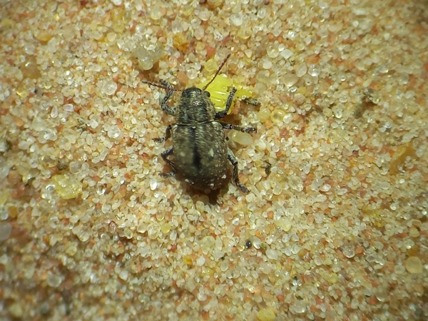 Cascudinho-da-soja, mede cerca de 5 mm, o corpo é oval de coloração preta-fosca e recoberto de escamas curtas e robustas. Foto: Divulgação