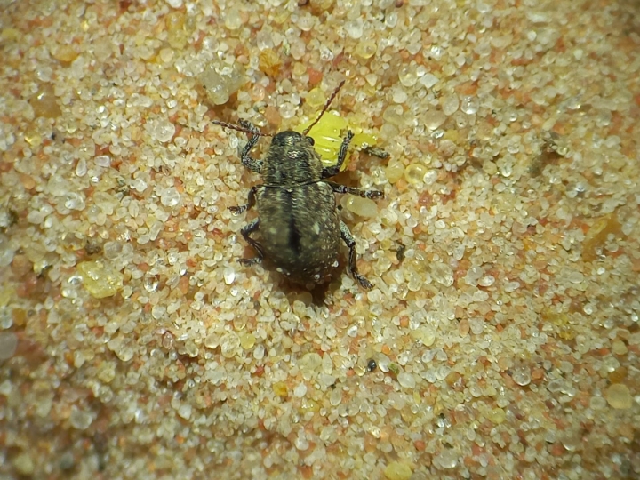 Cascudinho-da-soja tem aparecido muito nas lavouras de soja de Mato Grosso