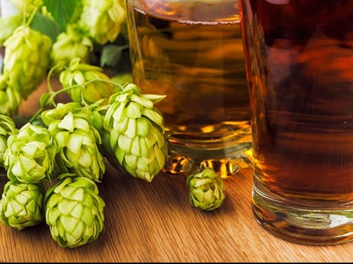 Cultivo de lúpulo ganha força com parceria entre fazenda de inovação e Ambev