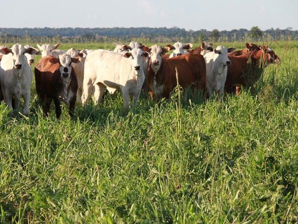 A integração entre lavoura e pecuária, tecnologia que viabiliza a utilização do solo de forma intensiva e sustentável, cresce no Mato Grosso. Foto: Gabriel Faria