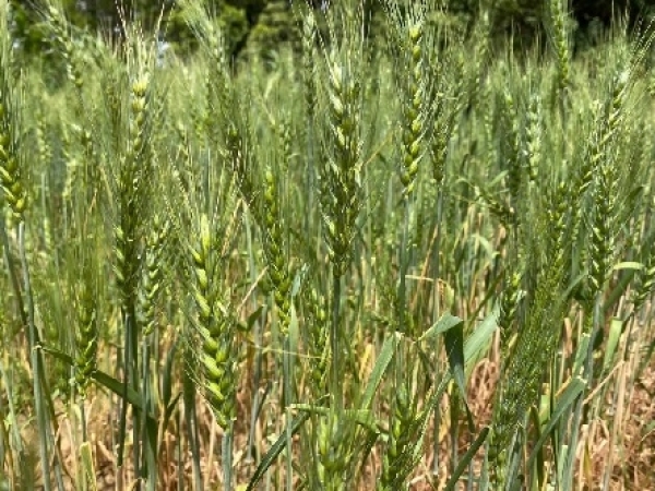 Experimento de trigo na Embrapa Roraima - Foto: Daniel Schurt