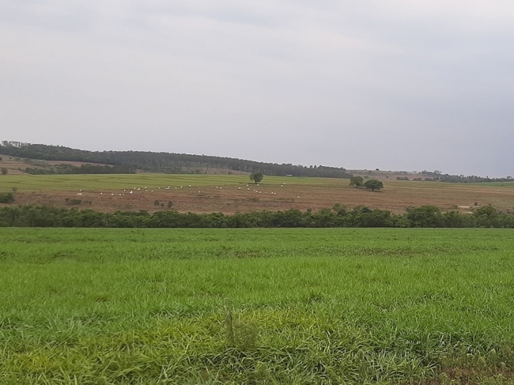 Integração lavoura-pecuária permite soja em solos arenosos
