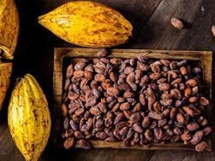 Ceplac: 65 anos de pesquisa e tecnologia para o cacau brasileiro