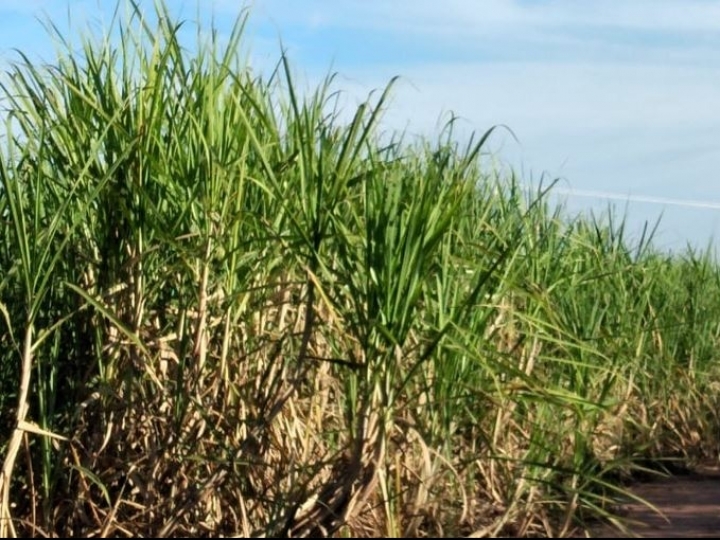 Coplacampo 2022 terá tecnologias de ponta para culturas de soja, milho e cana-de-açúcar