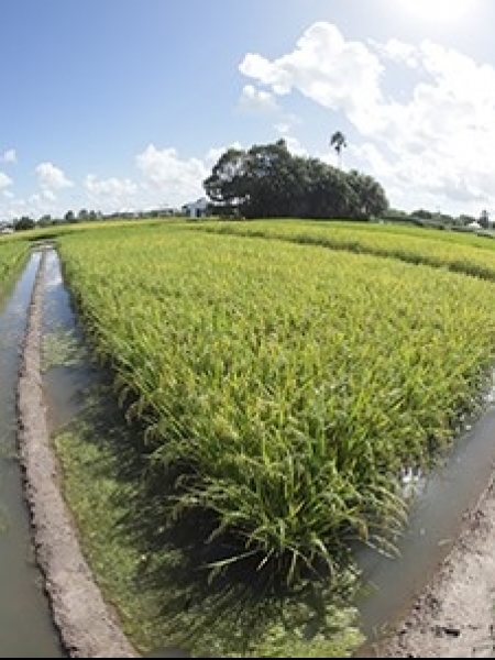 O ciclo precoce do arroz A705 proporciona economia de água e energia. - Foto: Paulo Lanzetta