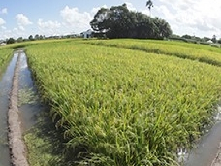 Pesquisadores desenvolvem arroz de ciclo precoce que consome 8% menos água