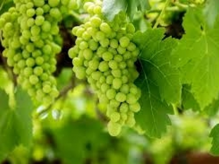 Por que vinhos orgânicos são mais caros?