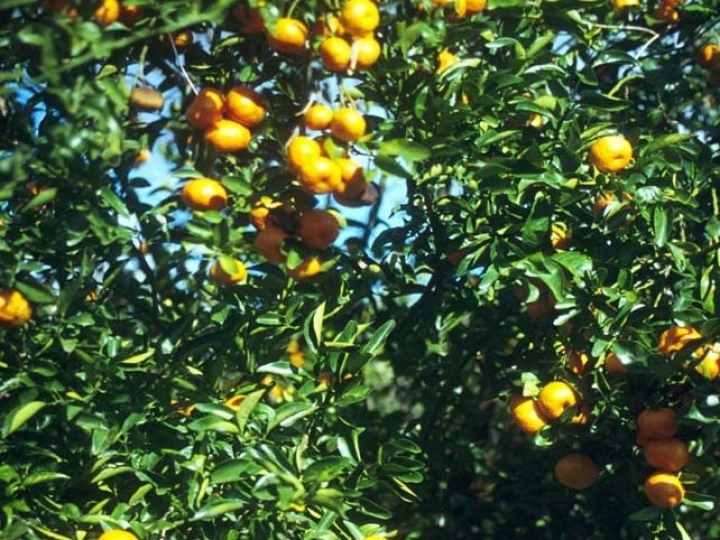 Novas variedades de citros ganham espaço nos pomares paulistas