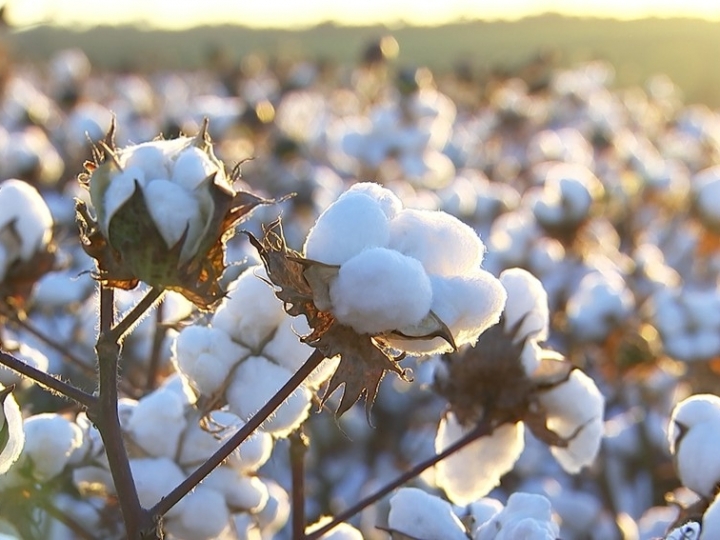 Tecnologia emite alertas do avanço de doenças do algodão e da soja