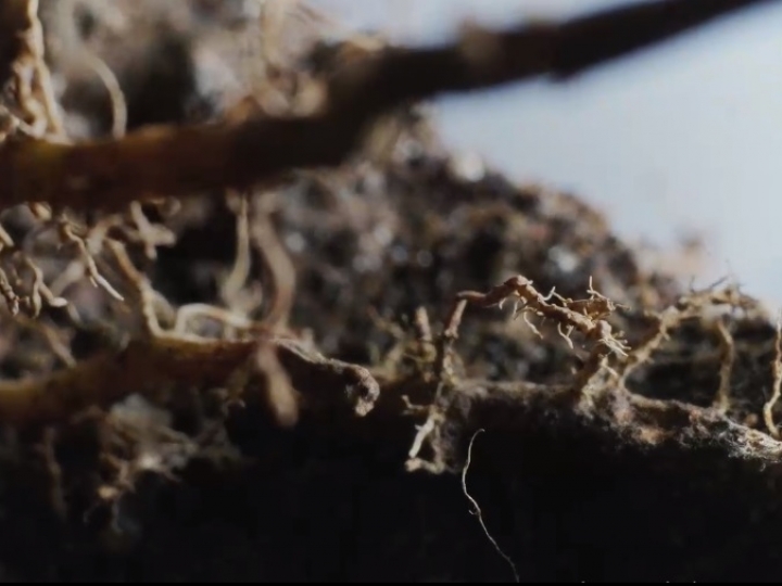 Complexo nutricional de base orgânica é o mais novo aliado dos agricultores