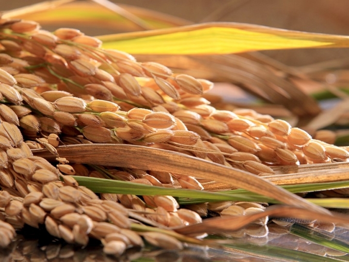 Arroz é alternativa viável para reduzir custos de produção de suínos e aves