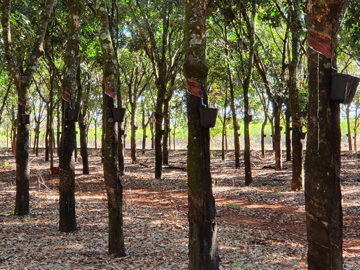 Mudas de clones de seringueira selecionados pela Embrapa estarão disponíveis aos produtores em 2022