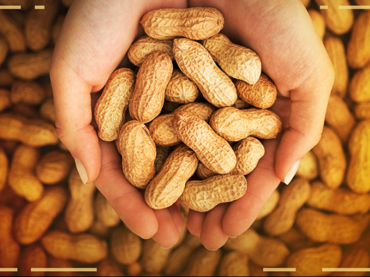 Produção de amendoim aumenta 14,7% em relação à safra anterior