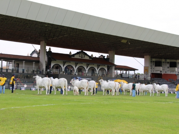 Com novidades para neloristas, Expozebu 2022 está com inscrições abertas