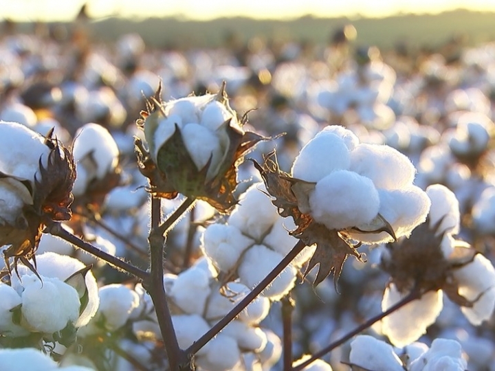 Condições meteorológicas e investimento em biotecnologia na produtividade do algodão 