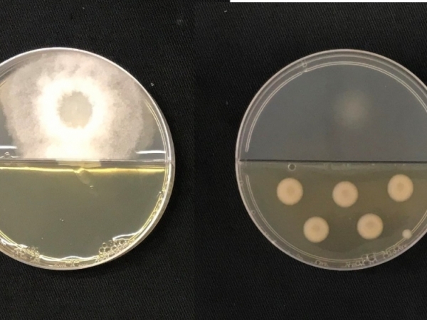 Na imagem da esquerda o fungo Thielaviopsis ethacetica cresce sem contato com os compostos orgânicos volateis (COVs) bacterianos. Já na imagem da direita o crescimento do fungo (na parte superior) foi inibido pela bactéria (na parte inferior) produtora do