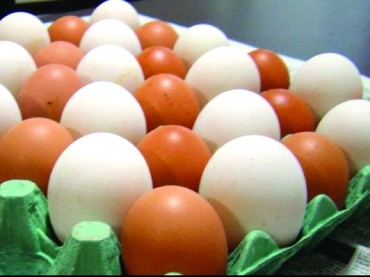 Exportações de ovos crescem 38,9% em 2022