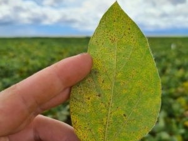 Folha de planta de soja com sintoma de ferrugem no campo  Karla Kudlawiec 