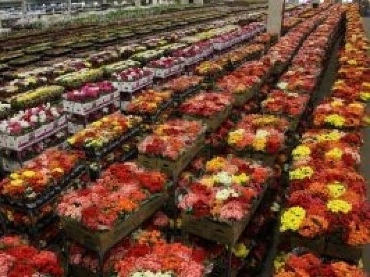 Dia da Mulher estimula a venda de flores