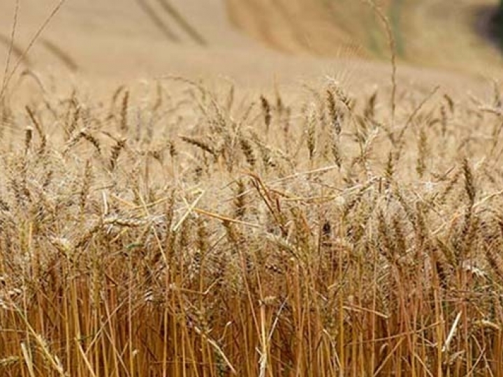 Impactos dos conflitos entre Rússia e Ucrânia no mercado do trigo e derivados